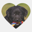 Recherche de labrador retriever autocollants Extracteur