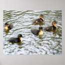 Recherche de caneton de natation Oiseaux