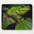 Recherche de amant de grenouille Amphibies