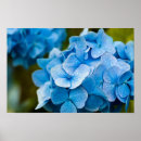 Zoek naar hydrangea kunst Floraal