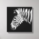 Recherche de zebre photographie Moderne