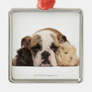 Zoek naar puppy fotografie Dier