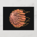 Recherche de glandes humaines cartes postales Illustrations biomédicales