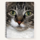 Recherche de cat photographie Chat