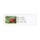 Recherche de zinnia rose Fleur