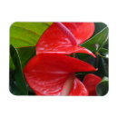 Recherche de fleurs rouges magnets Toute personne