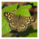 Recherche de papillons posters Nature