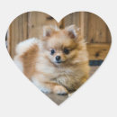 Recherche de chien pomeranian autocollants Mignon