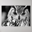 Recherche de eurasien posters Animal