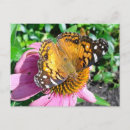 Recherche de joli papillon cartes postales Insecte