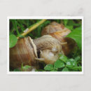 Recherche de snails cartes postales Limace