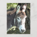 Recherche de âne mignon cartes postales Animal