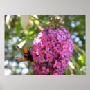Recherche de buddleia posters Faune
