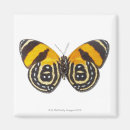 Recherche de animaux maison magnets Papillons