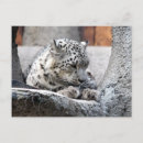 Recherche de chat neige cartes postales Léopard des neiges