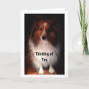 Recherche de sheltie vœux cartes Chien