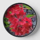 Recherche de fleur rouge horloges Nature