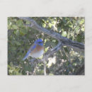 Recherche de oiseau bleu montagne cartes postales Faune
