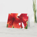 Recherche de amaryllis vœux cartes Blanc