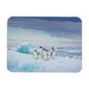 Recherche de penguin magnets Glace