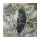 Zoek naar mooie vogel tegels Dier