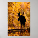 Recherche de orignaux taureau posters Alces alces
