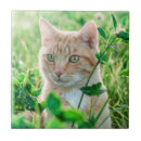Recherche de yeux verts carreaux Chat