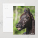 Zoek naar friesian briefkaarten Dier