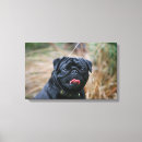 Zoek naar black pug kunst Carlin