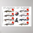 Zoek naar steur posters Grappig