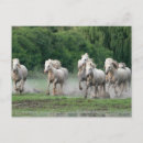 Recherche de cheval camargue cartes postales Ranch