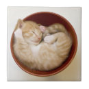 Zoek naar slap tegels Gezelschapsdieren