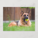 Recherche de berge cartes postales Chiot
