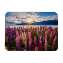 Recherche de new zealand Lupine