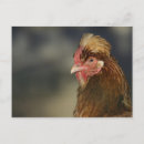 Recherche de domesticus Oiseau