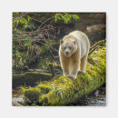 Recherche de ours blanc magnets Cathy