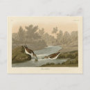 Recherche de bécasseaux cartes postales Oiseau