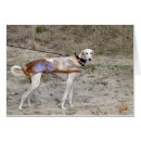 Recherche de saluki vœux cartes Sighthound