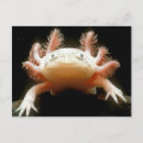 Recherche de animal mexicain cartes postales Animaux