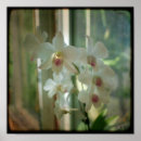 Zoek naar witte orchidee kunst Groen