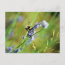 Zoek naar hommel briefkaarten Tuin
