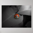Recherche de coccinelle posters Rouge