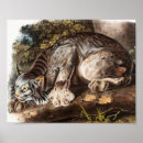 Recherche de chats sauvages posters Mammifère