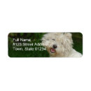 Recherche de bichon frisé Chien
