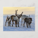 Recherche de troupeau cartes postales Animaux
