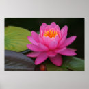 Recherche de protection de lis posters Lotus