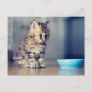 Recherche de persan chat cartes postales Mignon