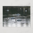 Recherche de lac de cygne cartes postales Cygnes