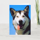 Zoek naar husky kaarten Foto