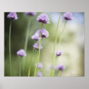 Recherche de plan rapproché de fleur Pourpre